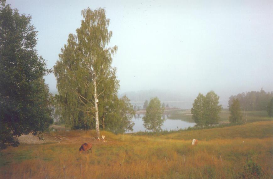 Early morning below the house, with horses in the field