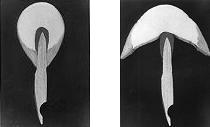 Fig. 4 and 5. Modern grand piano hammers as normal and with outer felt loosened