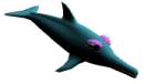 dolphin